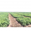 Amaranthus