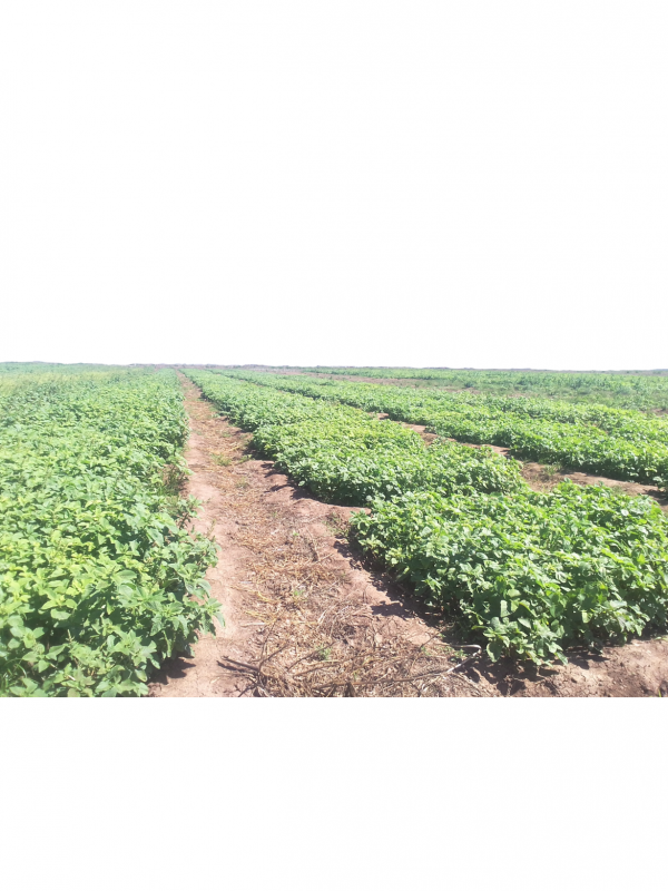 Amaranthus
