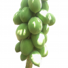 pawpaw