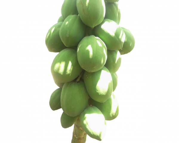 pawpaw