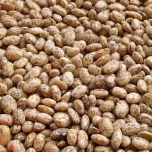 Surambaya beans
