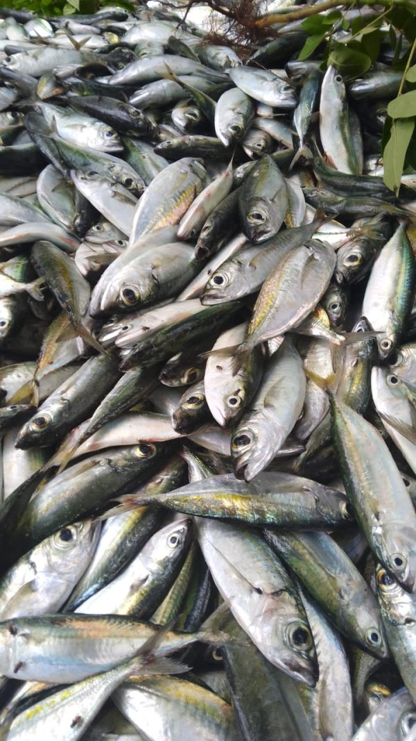 Fish